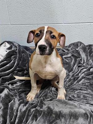 Dru/Baby, Pointer/Unknown, adult, available for adoption