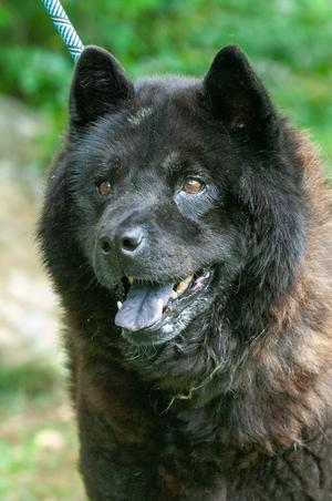Dallas, Chow Chow, senior, available for adoption
