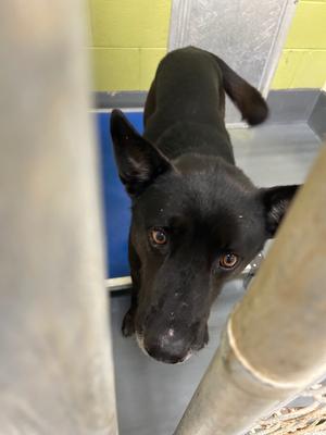 Hades, German Shepherd Dog, adult, available for adoption