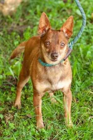 Fred/Lil Man/Snoopy, Chihuahua, senior, available for adoption