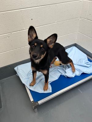 Connie, Shepherd/Unknown, young, available for adoption