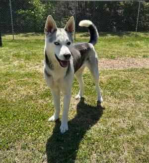 Nimbus, Husky, adult, available for adoption