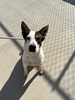 Durango, Australian Cattle Dog/Blue Heeler, adult, available for adoption