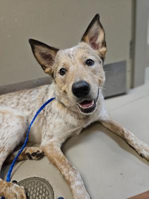 A dog with a speckled coat and large ears, wearing a blue leash, lying down and looking at the camera.
