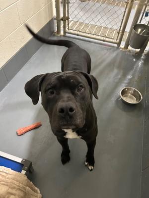 Caleb, Pit Bull Terrier/Unknown, adult, available for adoption
