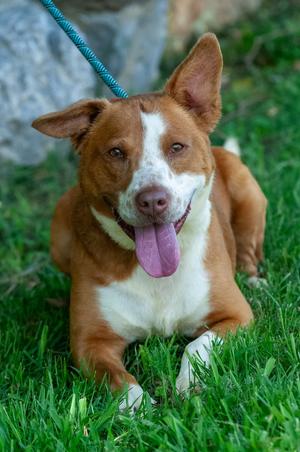 Geogie/Rocky, American Pit Bull Terrrier, adult, available for adoption