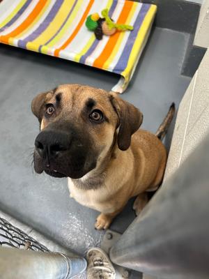Poncho, Mastiff/Unknown, puppy, available for adoption