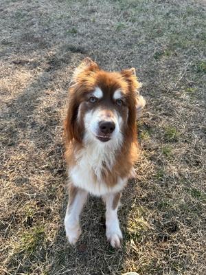 Jango, Husky, senior, available for adoption