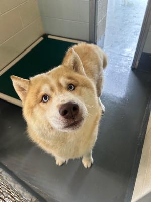 Jay/Axel, Husky, adult, available for adoption