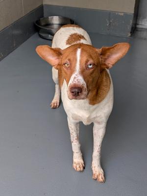 Pippa, Australian Cattle Dog/Blue Heeler/Unknown, adult, available for adoption