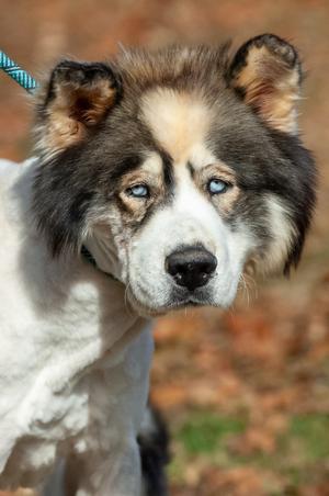Chinook/Bear/Zeus, Husky, adult, available for adoption