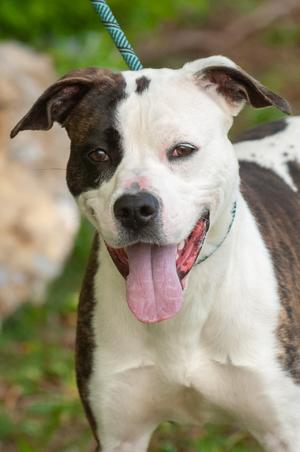 Milky Way, Pit Bull Terrier/Unknown, adult, available for adoption