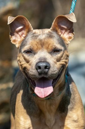 Dutchess, Pit Bull Terrier, adult, available for adoption