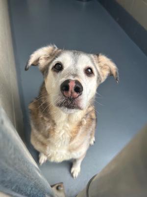 A dog with a white and brown coat, looking up with its ears perked, sitting on a blue surface.