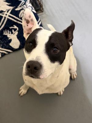 Banjo, Pit Bull Terrier, adult, available for adoption