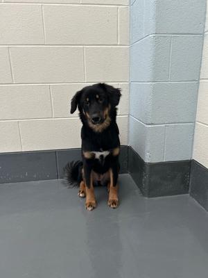 Bonnie, Shepherd/Unknown, young, available for adoption