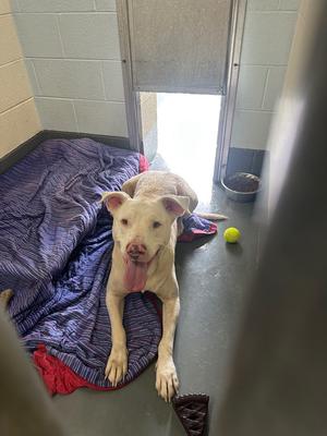 Dumpling/Hannah, Pit Bull Terrier/Unknown, adult, available for adoption