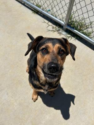Bubbles, Hound/Unknown, adult, available for adoption
