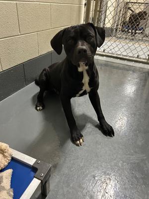 RB, Pit Bull Terrier/Unknown, adult, available for adoption