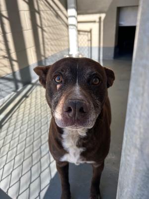 Joppy, Pit Bull Terrier, adult, available for adoption