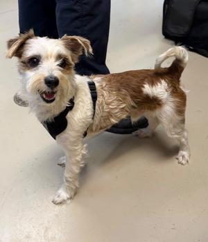 Kinchy/Alfie, Jack Russell Terrier/Yorkshire Terrier Yorkie, adult, available for adoption