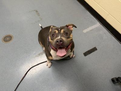 FLURRY, American Staffordshire Terrier, adult, available for adoption