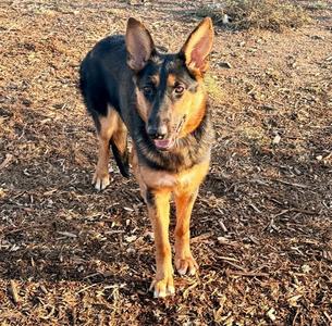 MOUSE, German Shepherd Dog, young, available for adoption