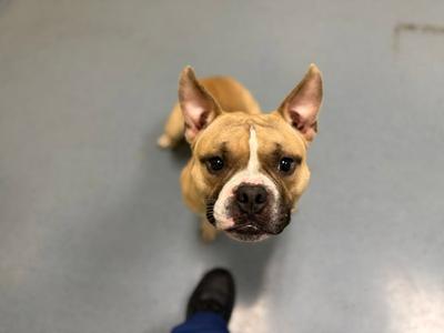 OZZY, English Bulldog, adult, available for adoption