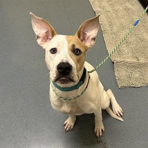 MIRIAM, American Pit Bull Terrier, young, available for adoption