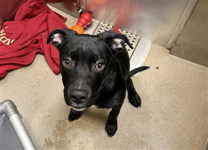 VESPER, Labrador Retriever, puppy, available for adoption