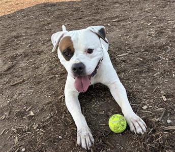 GIZMO, American Bulldog, adult, available for adoption