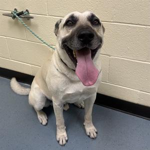 A light-colored dog with a black muzzle and ears, sitting on a blue floor with a green leash attached to a metal ring on the wall behind it. The dog has its mouth open and tongue out, appearing happy and relaxed.