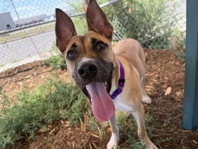 MUFFIN, Pit Bull Terrier, young, available for adoption