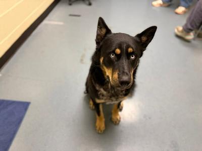 AXL ROSE, German Shepherd Dog / Husky, adult, available for adoption