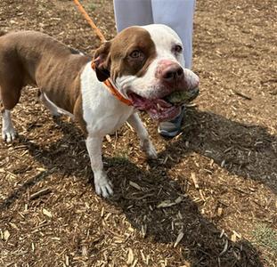 BROWN SUGAR, American Pit Bull Terrier, adult, available for adoption