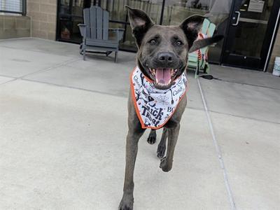 TUCKER, German Shepherd Dog / Siberian Husky, adult, available for adoption
