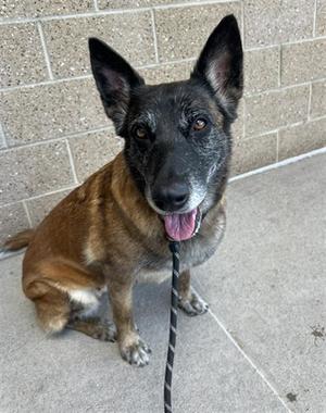 NALA, Dutch Shepherd, adult, available for adoption
