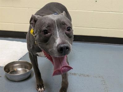 SWEETIE, Pit Bull Terrier, adult, available for adoption