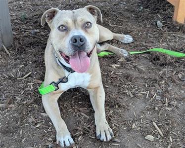 BUK, American Pit Bull Terrier, adult, available for adoption