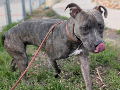 A gray pit bull dog with a brown collar is standing on grass, licking its nose.