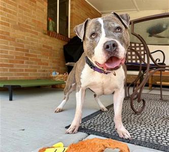 LEELA, American Pit Bull Terrier, senior, available for adoption
