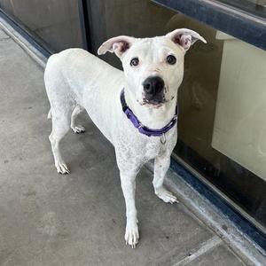 NAUSICAA, Bull Terrier, adult, available for adoption