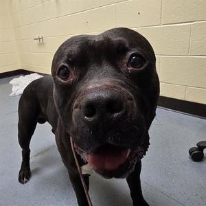 BISHOP, American Pit Bull Terrier, adult, available for adoption