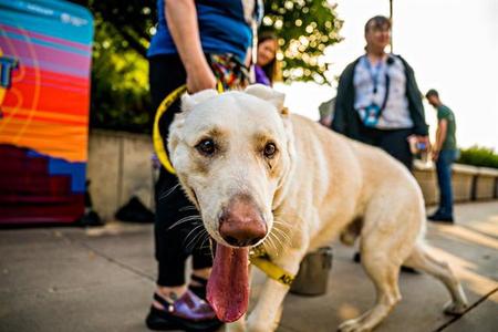 KC, German Shepherd Dog, adult, available for adoption