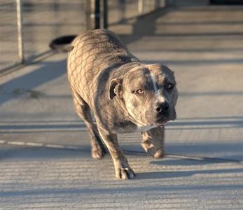 A gray dog with a textured coat walking on a concrete surface.