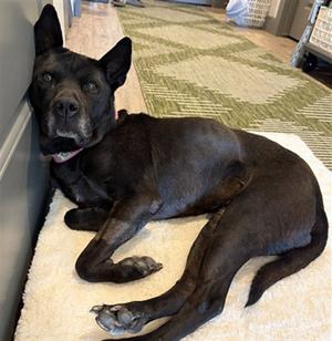 LOTUS, Chinese Shar-Pei / Australian Cattle Dog/Blue Heeler, senior, available for adoption
