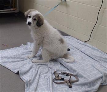BELL, Great Pyrenees, puppy, available for adoption