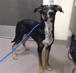 CHISPITA, Hound, puppy, available for adoption