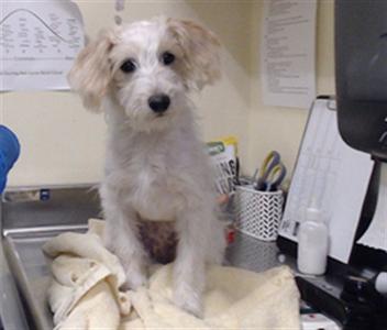 A small white dog sitting on a towel on a table in a veterinary clinic.