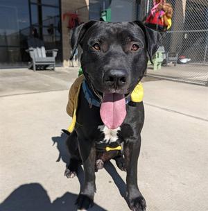 FRANKENWEENIE, Staffordshire Bull Terrier / Labrador Retriever, adult, available for adoption